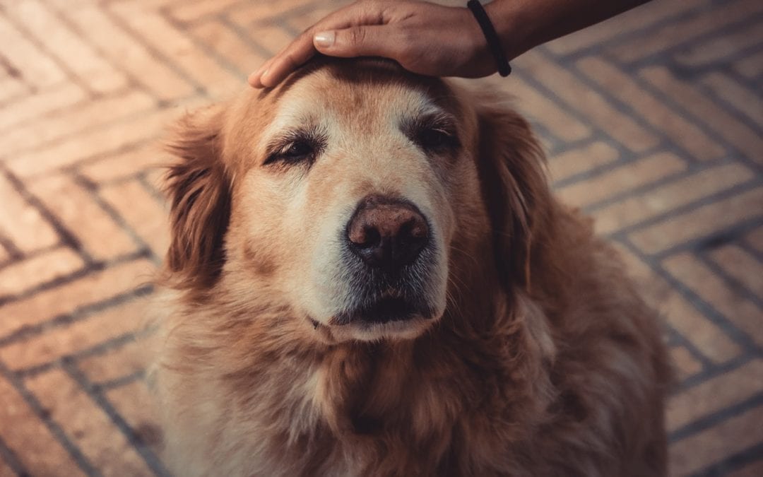 Why You SHOULD Adopt a Senior Pet