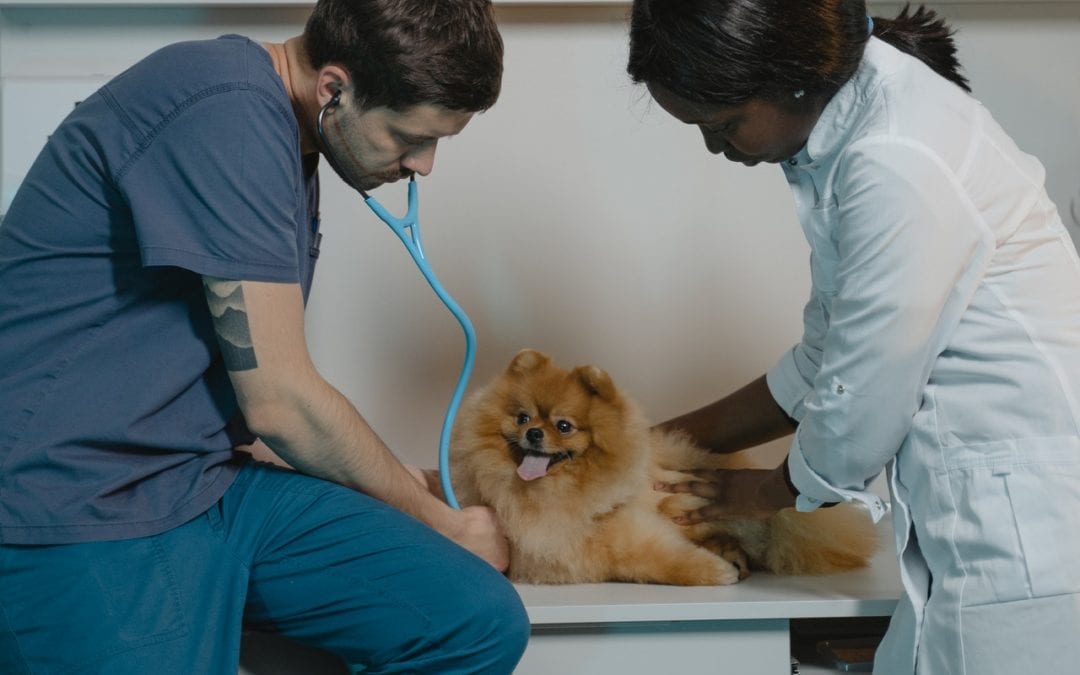 5 Common Microchipping Myths, Debunked