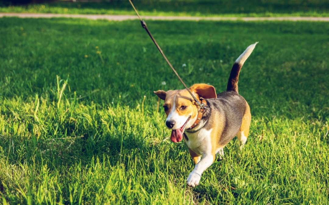 5 Steps to Training Your Pup to Walk Calmly on a Leash