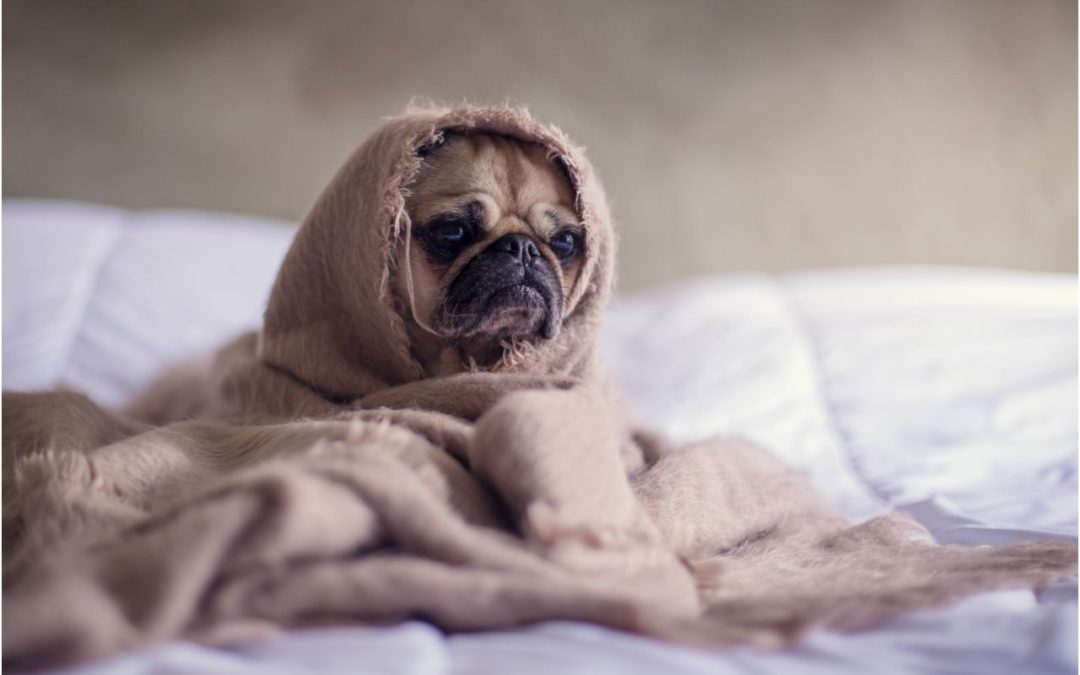 How to Care for Your Senior Pet in the Cold Weather