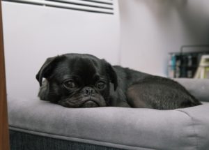 Black pug lying down on a gray bed