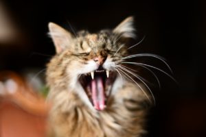 Brown cat yawning