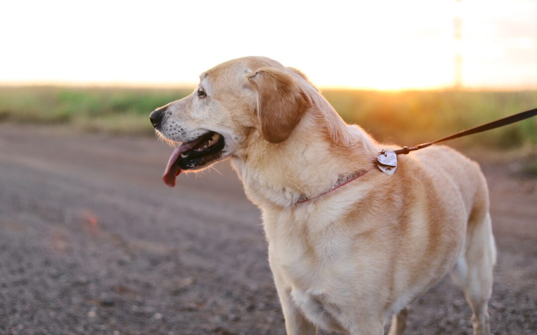 Get the Most Out of Your Dog Walking Experiences with These Safety Tips and Tricks