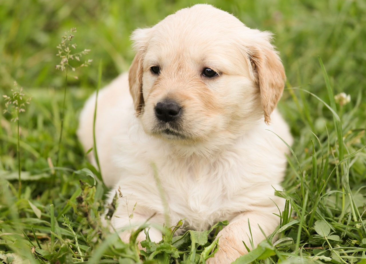 Golden puppy lying in the grass