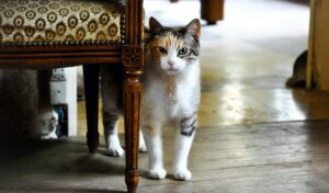 White, brown, and black cat standing under a table