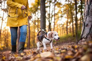 An old beagle and their owner in a yellow raincoat going for a walk in a park in the middle of Autumn