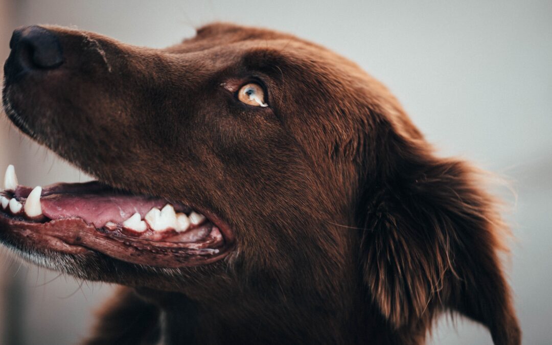 Revealing Canine Dental Health Secrets: An In-Depth Guide for Pet Owners