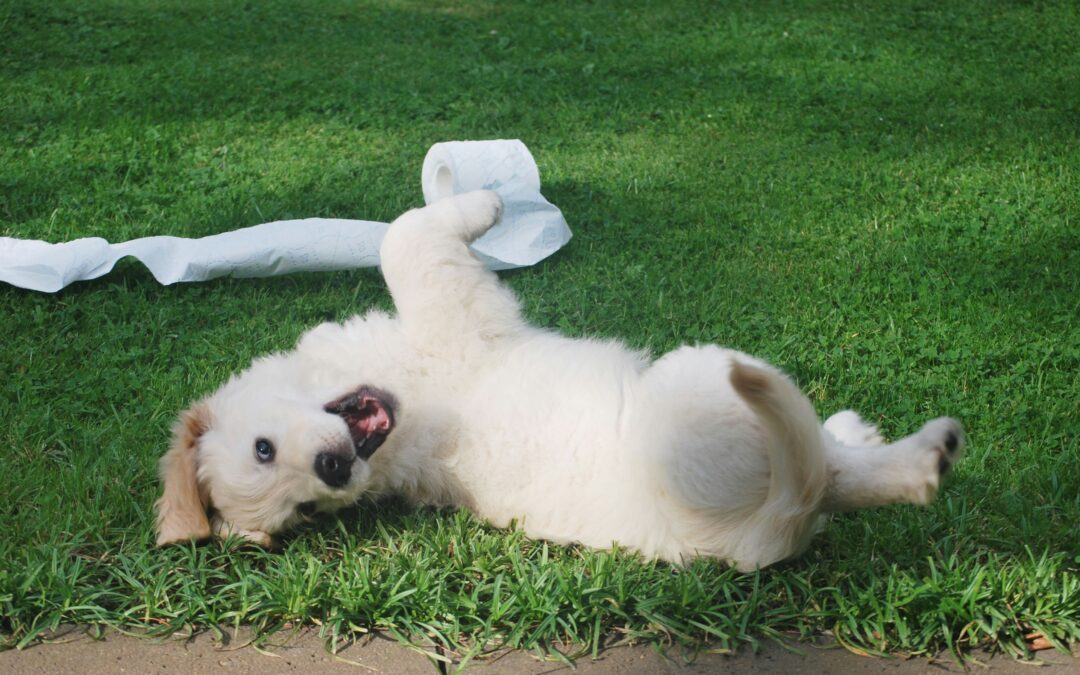 Golden retriever puppy rolling around in grass with toilet paper