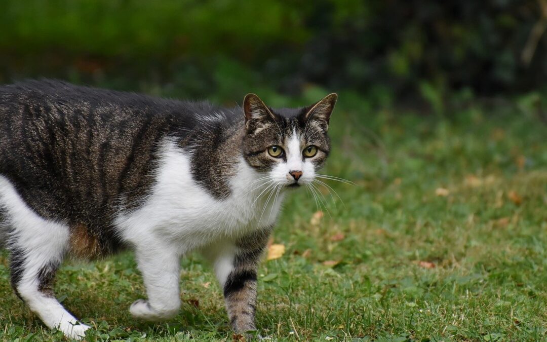 Investigating the Rare Occurrence of Lyme Disease in Cats