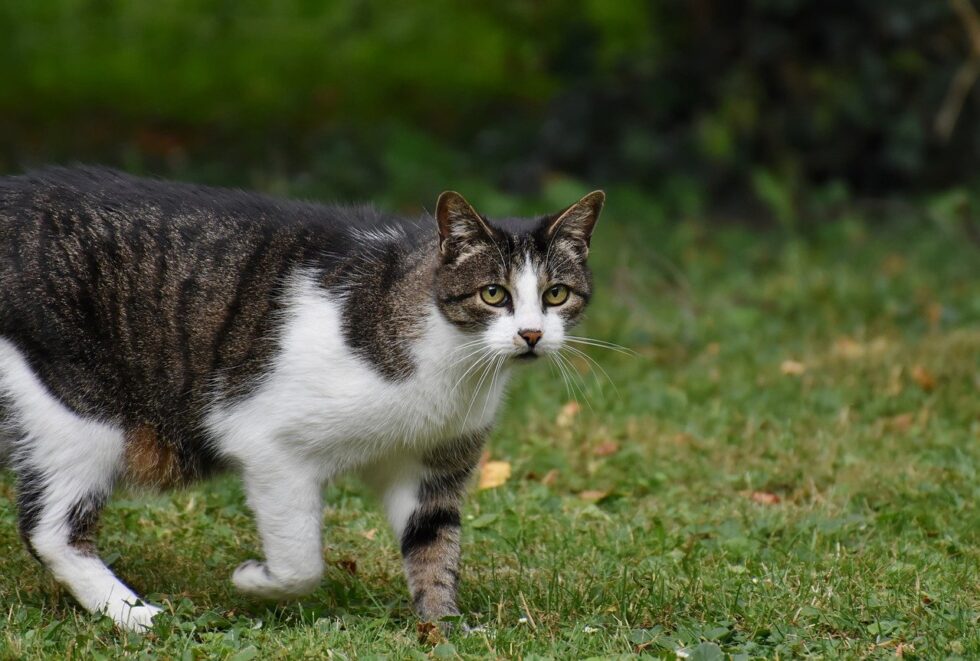 Investigating the Rare Occurrence of Lyme Disease in Cats - Advanced ...