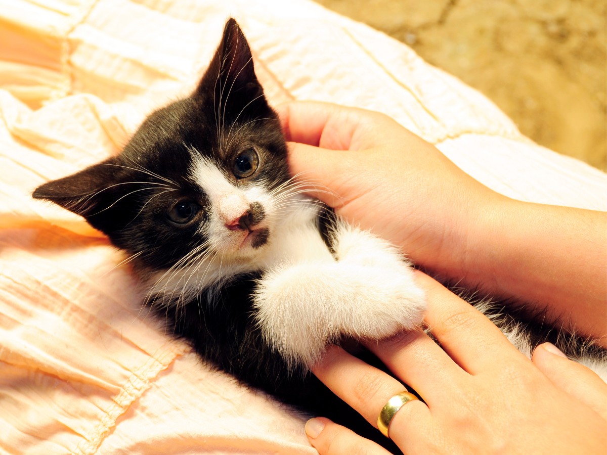 a person playing with a cat