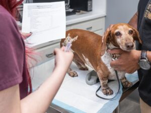 a vet staff examine adog