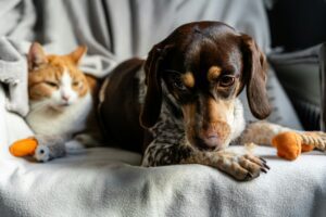 A brown dog lying on a gray blanket next to an orange-and-white cat